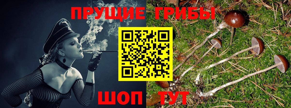 Псилоцибиновые грибы Psilocybine cubensis Елабуга